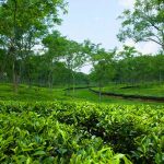 নূরজাহান চা বাগান