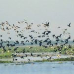 বাইক্কা বিল: একটি প্রাকৃতিক অভয়াশ্রম