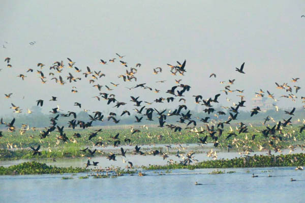 বাইক্কা বিল: একটি প্রাকৃতিক অভয়াশ্রম