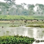 রাজঘাট লেক –  শ্রীমঙ্গল